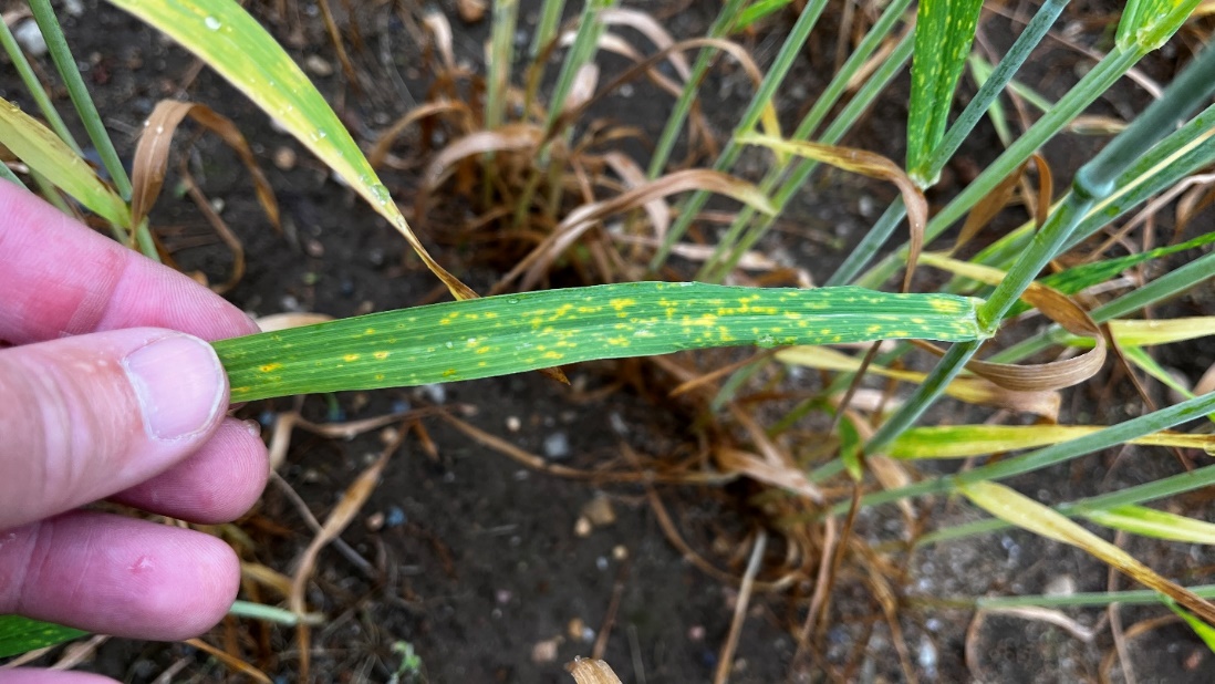 Symptoms resembling foliar disease found in two wheat fields in St. Joseph and Kalamazoo counties earlier this week. Photos by Eric Anderson, MSU Extension.